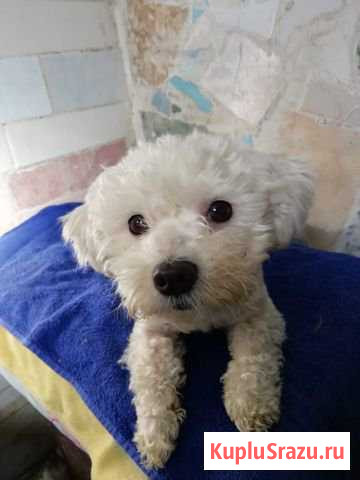 В добрые руки болонка мальчик Анапа - изображение 1