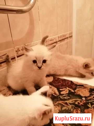 Котята Славгород - изображение 1