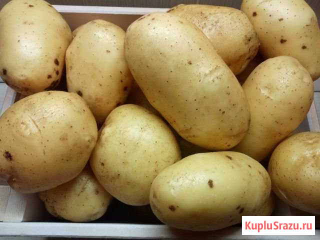 Картофель до квартиры сорт Гала Кемерово - изображение 1