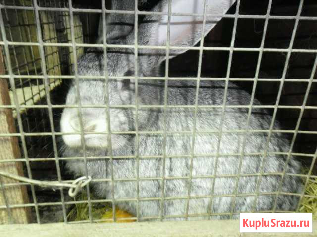 Продаю Кроликов Славгород - изображение 1
