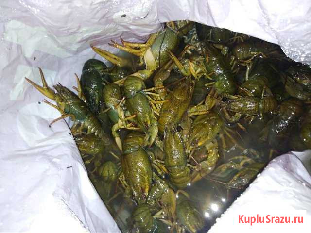 Раки Волжский - изображение 1