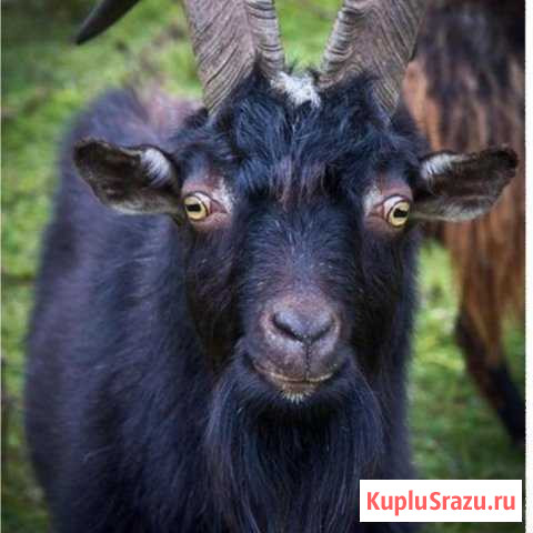 Козёл Каневская - изображение 1