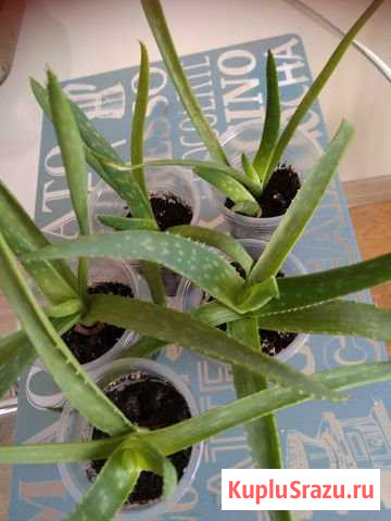 Алоэ Вера Новокузнецк - изображение 1