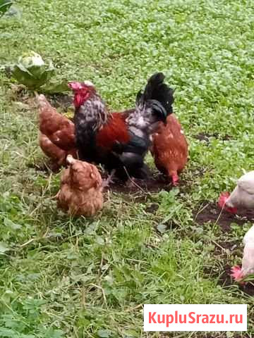 Куры Луга - изображение 1