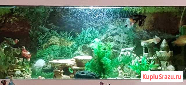 Аквариум с рыбками Егорьевск - изображение 1