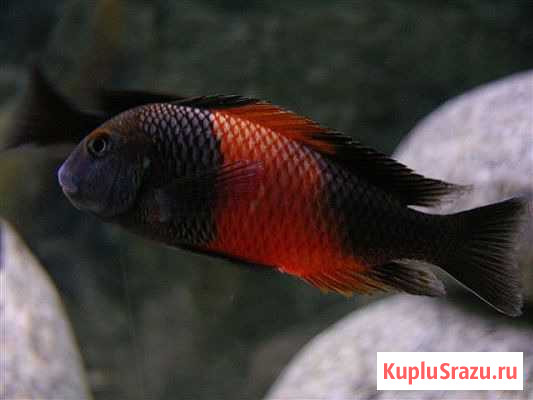 Трофеусы Бийск - изображение 1