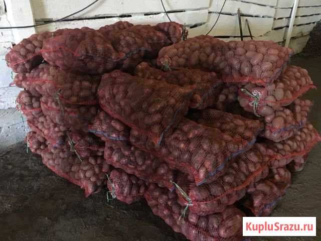 Овощи оптом Курган - изображение 1