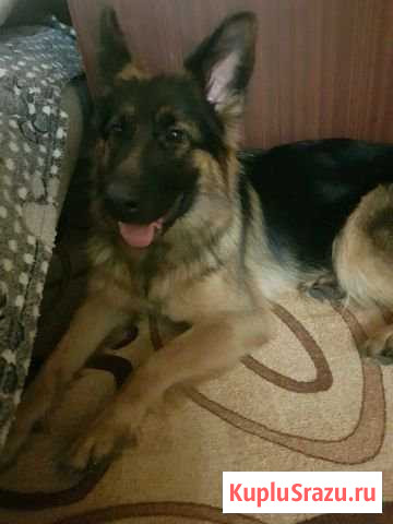 Продам Немецкую овчарку Балашиха - изображение 1