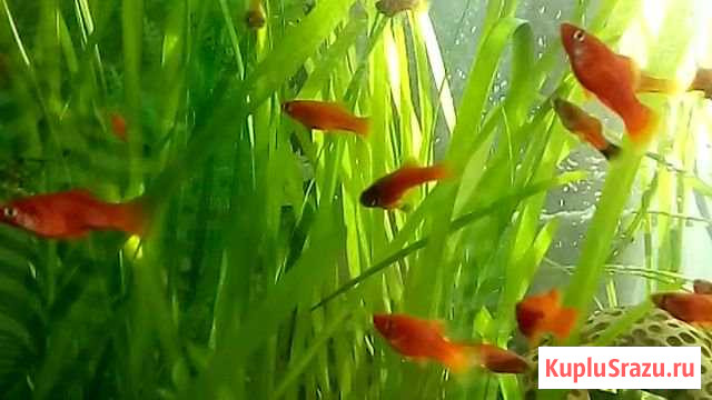 Рыбки меченосцы Камень-на-Оби - изображение 1