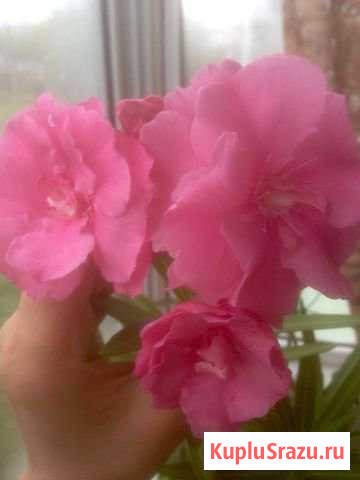 Красивоцветущие комнатные растения Новокузнецк - изображение 1