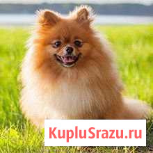 Продаются щенки щпица Улан-Удэ - изображение 1