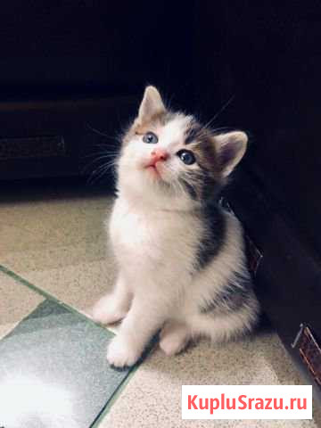 Котята Темрюк - изображение 1