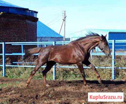 Продам жеребца Иркутск