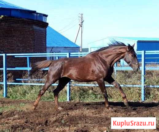 Продам жеребца Иркутск - изображение 1