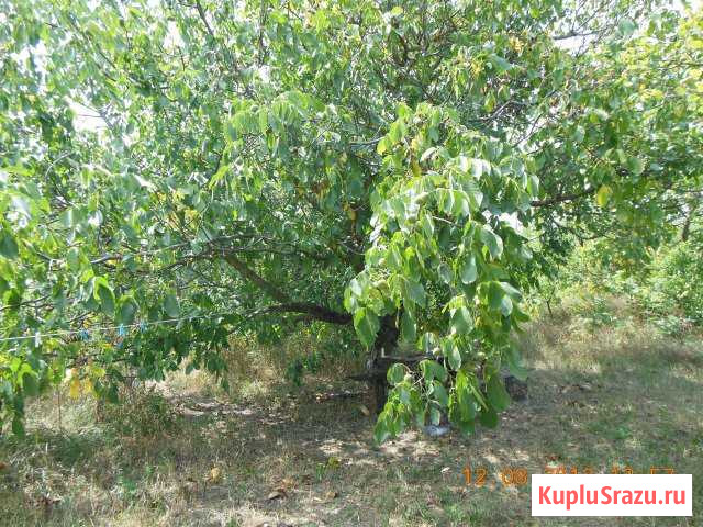  Киевское - изображение 1
