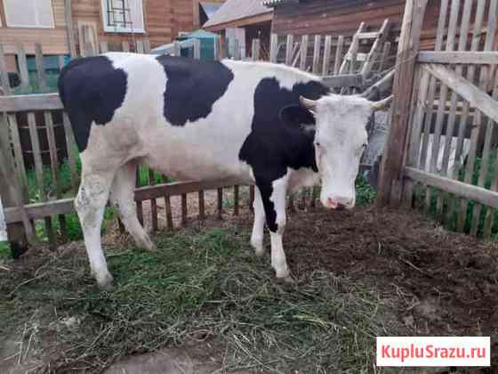 Продаю телку Иркутск