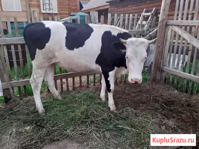 Продаю телку Иркутск - изображение 1