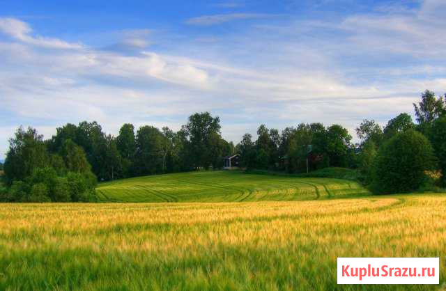 Курья - изображение 1