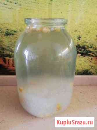 Морской (индийский) рис Кемерово