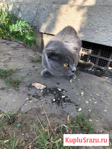 В самые добрые руки Каспийск - изображение 1
