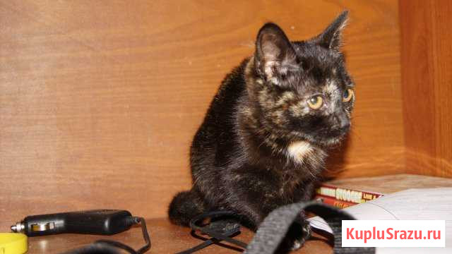 Котенок(кошечка) 2 месяца,от черного британца Королев - изображение 1