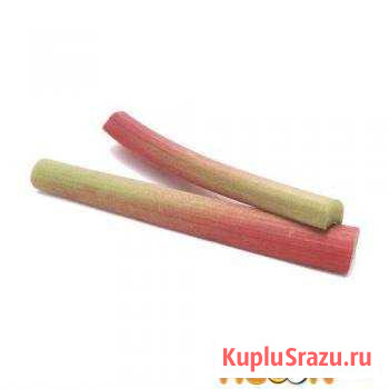 Ревень/ черешки Белово - изображение 1