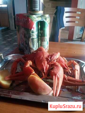 Живые раки Коломна - изображение 1