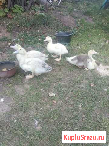 Птица Нижний Тагил - изображение 1