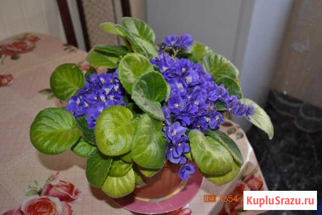 Поменяюсь фиалкой Калининград - изображение 1