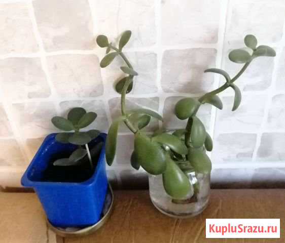 Денежное деревце, каланхоэ лечебное отводки, отдам Иваново - изображение 1