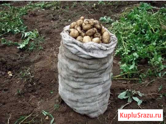 Картофель Серышево - изображение 1