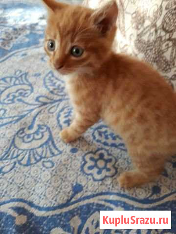 Котята Шадринск - изображение 1