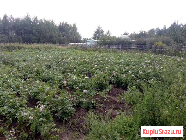  Большой Луг - изображение 1
