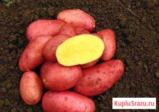 Картофель Касимов