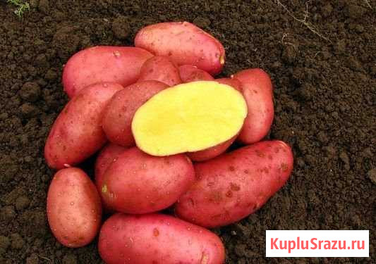 Картофель Касимов - изображение 1