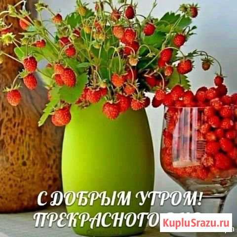 Телка и телята Салават - изображение 1