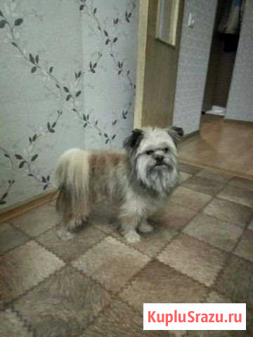 Собака-потеряка Одинцово - изображение 1