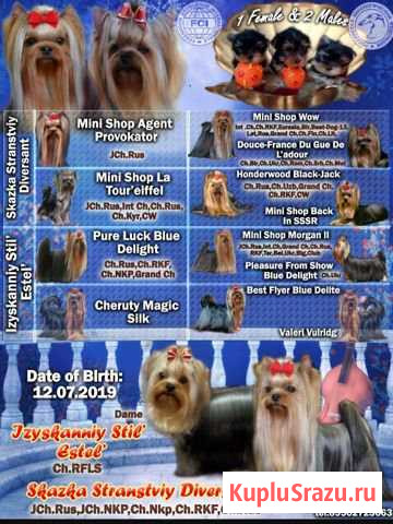 Щенки йоркширского терьера Кемерово - изображение 1