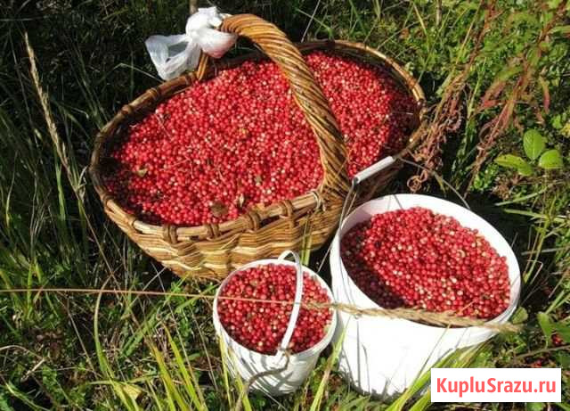 Брусника Богородск - изображение 1