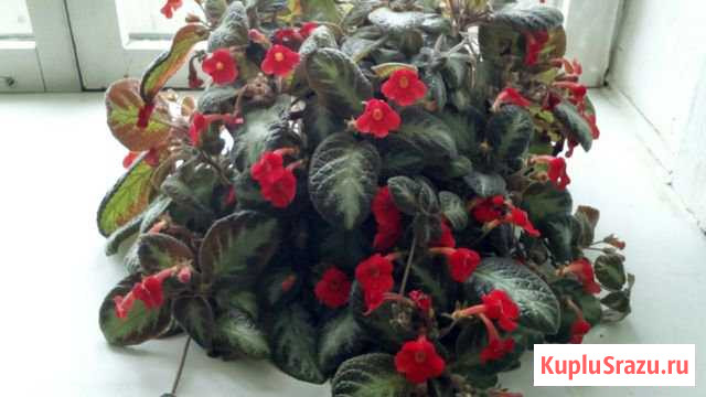 Эписция Екатеринбург - изображение 1