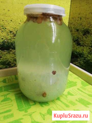 Морской или индийский рис очень полезный для здоро Кемерово - изображение 1