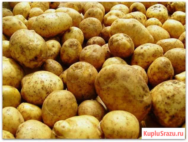 Картофель Рубцовск - изображение 1