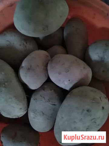 Картофель Краснотурьинск - изображение 1