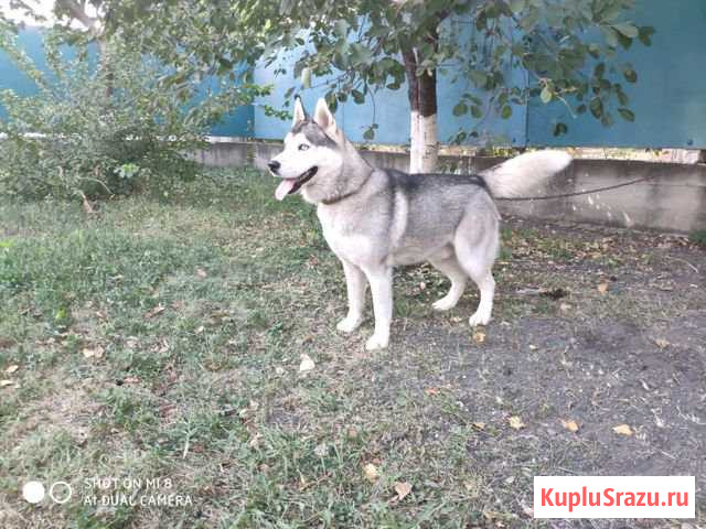 Продается Сибирский Хаски Ессентуки - изображение 1