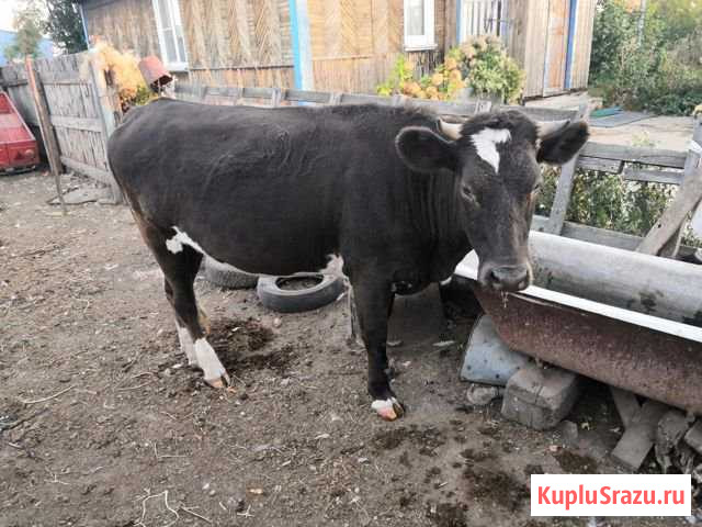 Корова Рубцовск - изображение 1