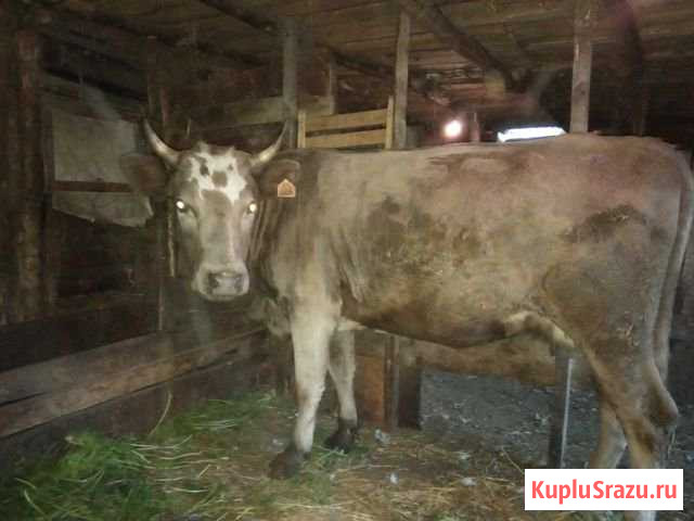 Корова Ишимбай - изображение 1