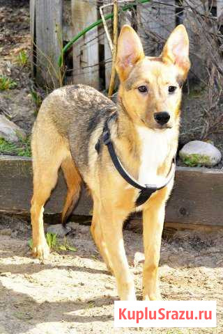 В добрые руки Павловский Посад - изображение 1