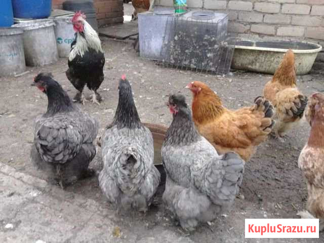 Куры Стерлитамак - изображение 1