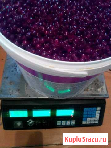 Брусника свежая Дальневосточная Хабаровск - изображение 1