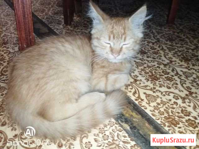Котёнок Новороссийск - изображение 1